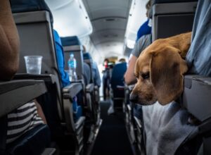 Singapore Airlines (SIA) запретит пассажирам летать с собаками эмоциональной поддержки